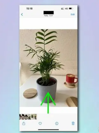 如何使用 iPhone 相机识别植物和花卉？